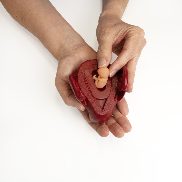 Life Unto Life: The Early Weeks of Pregnancy Display, hand holding 10-week fetus & uterus models, Childbirth Graphics, 22773