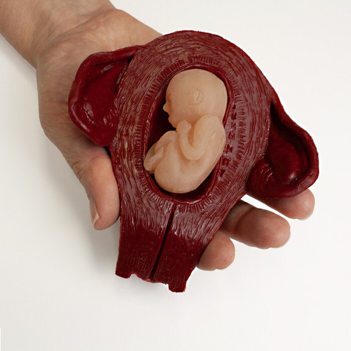 Life Unto Life: The Early Weeks of Pregnancy Display, hand holding 12-week fetus & uterus models, Childbirth Graphics, 22773
