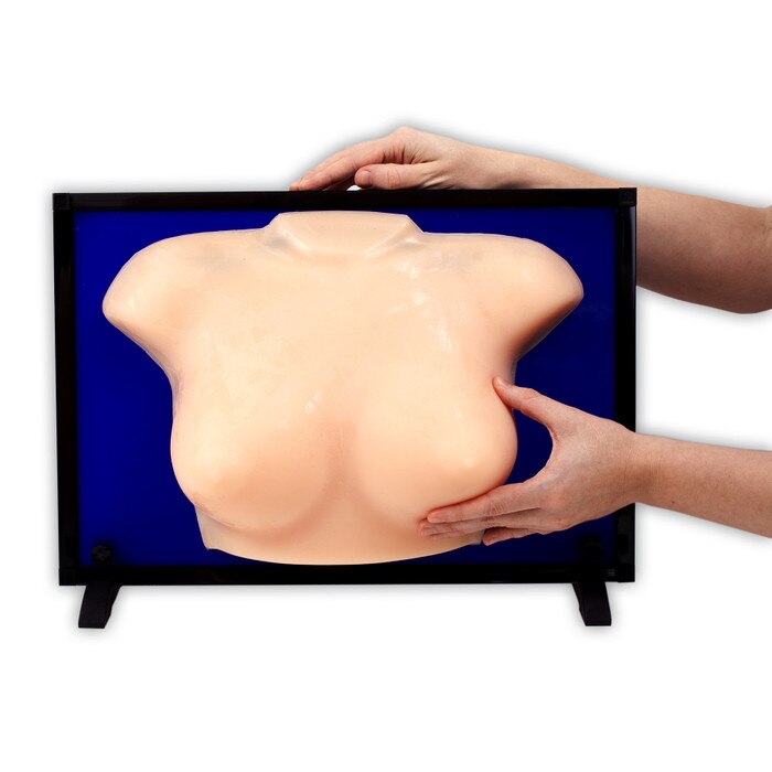 group breast self-examination model, beige version, palpable model, group training, breast and underarm tissue, collapsible easel, Health Edco, 26547