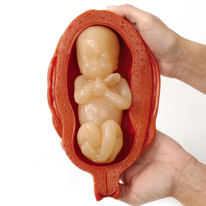 Uterus Fetus Model Set, lifelike, fetus removable, 40 weeks shown, fetal position and development demonstration, Health Edco, 27007