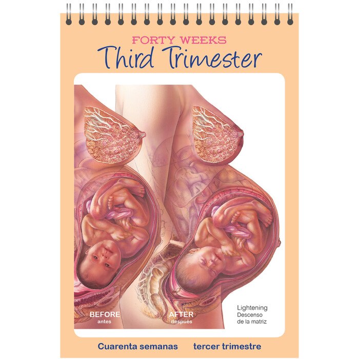 pocket-sized guide to pregnancy third trimester image, details changes in woman's body during pregnancy, bilingual, Childbirth Graphics, 38501