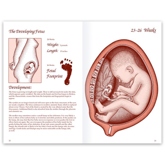 Life Unto Life Booklet from Childbirth Graphics, childbirth education materials and handouts to teach about pregnancy, 38535