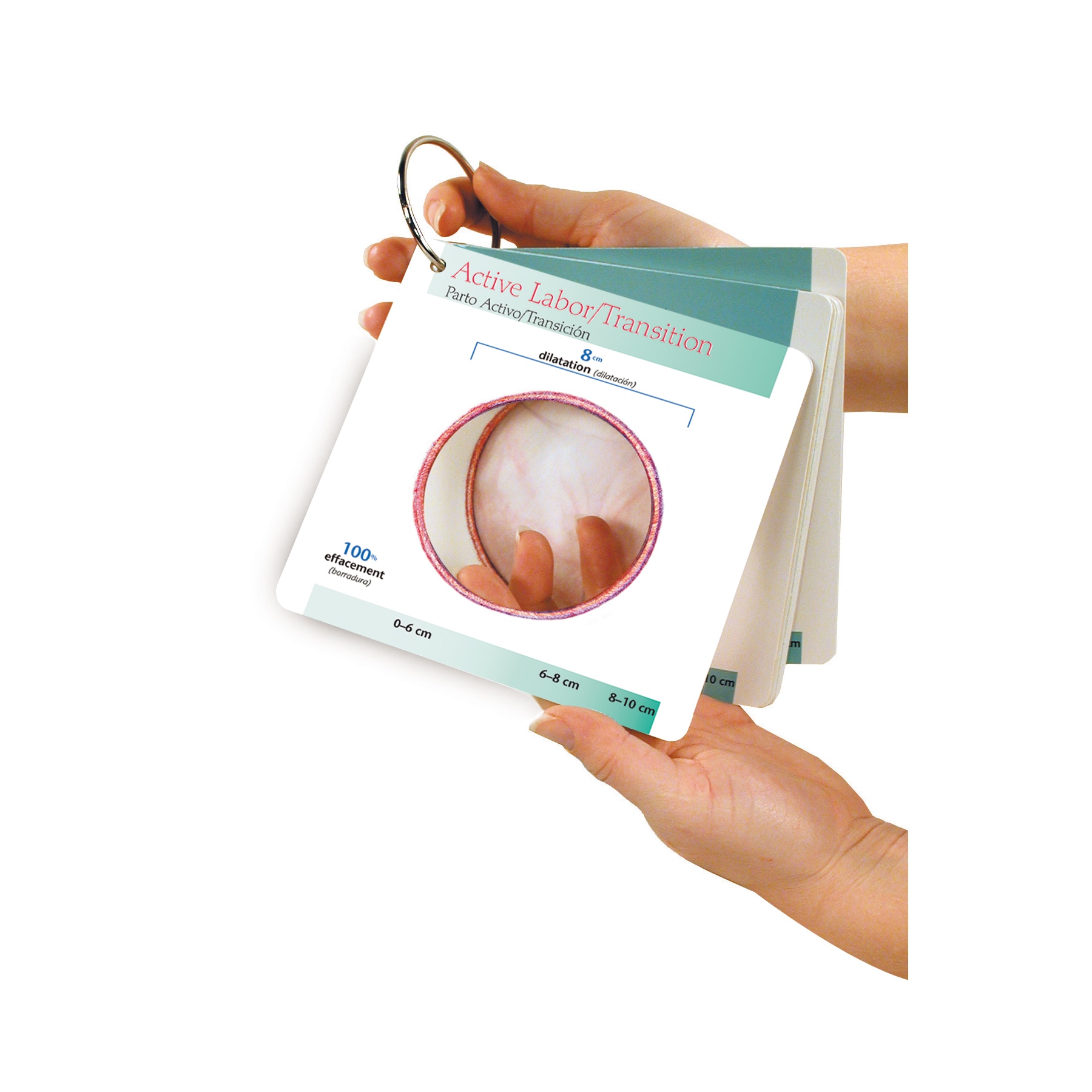 molded plastic pregnancy dilation chart childbirth graphics labor dilation and effacement chart