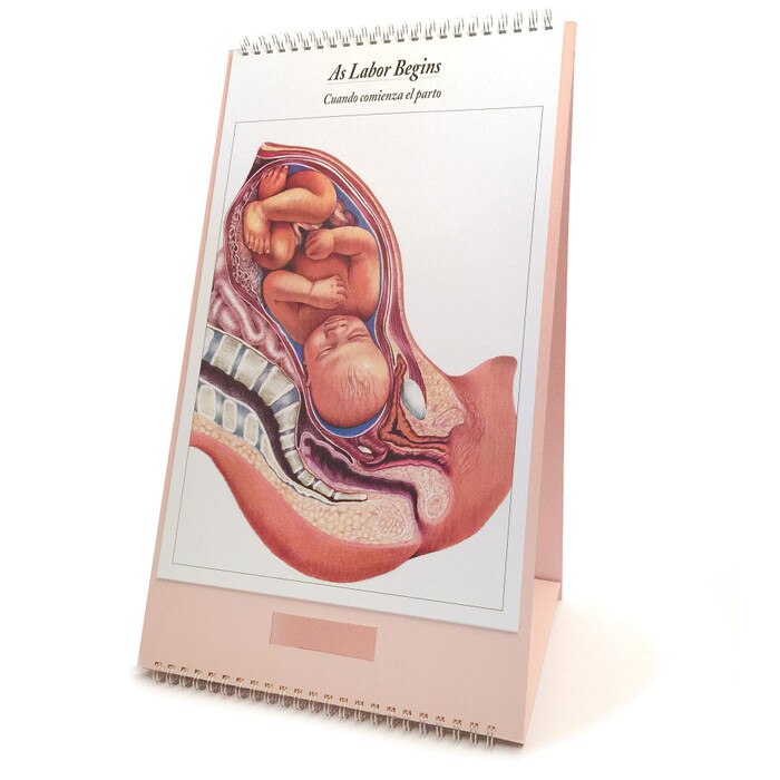 The Process of Giving Birth Flip Chart, bound teaching chart set, chart of fetus as labor begins, Childbirth Graphics, 43301