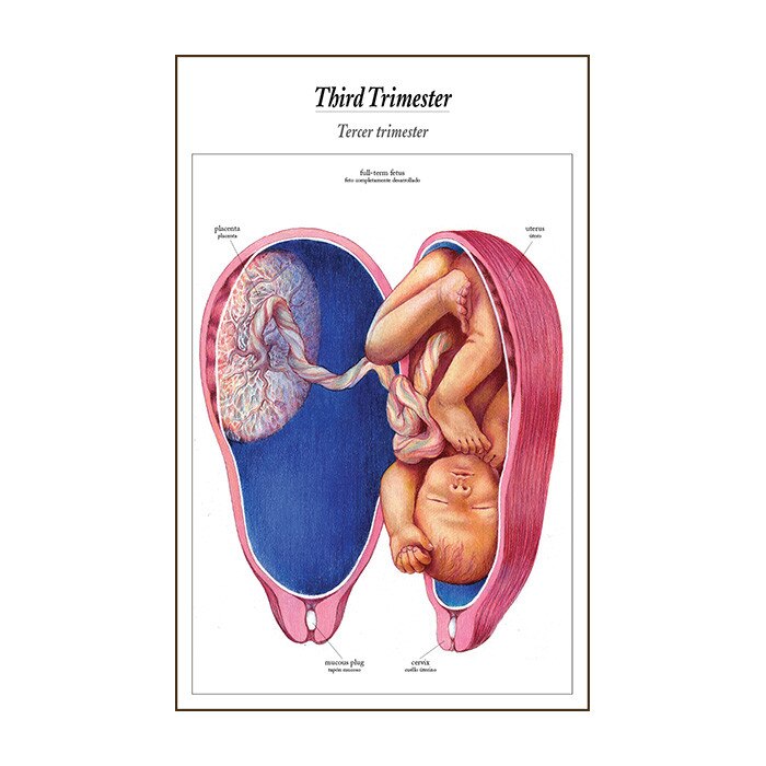 Process of Giving Birth illustrated flip chart as labor begins panel teaching notes, Childbirth Graphics 43301