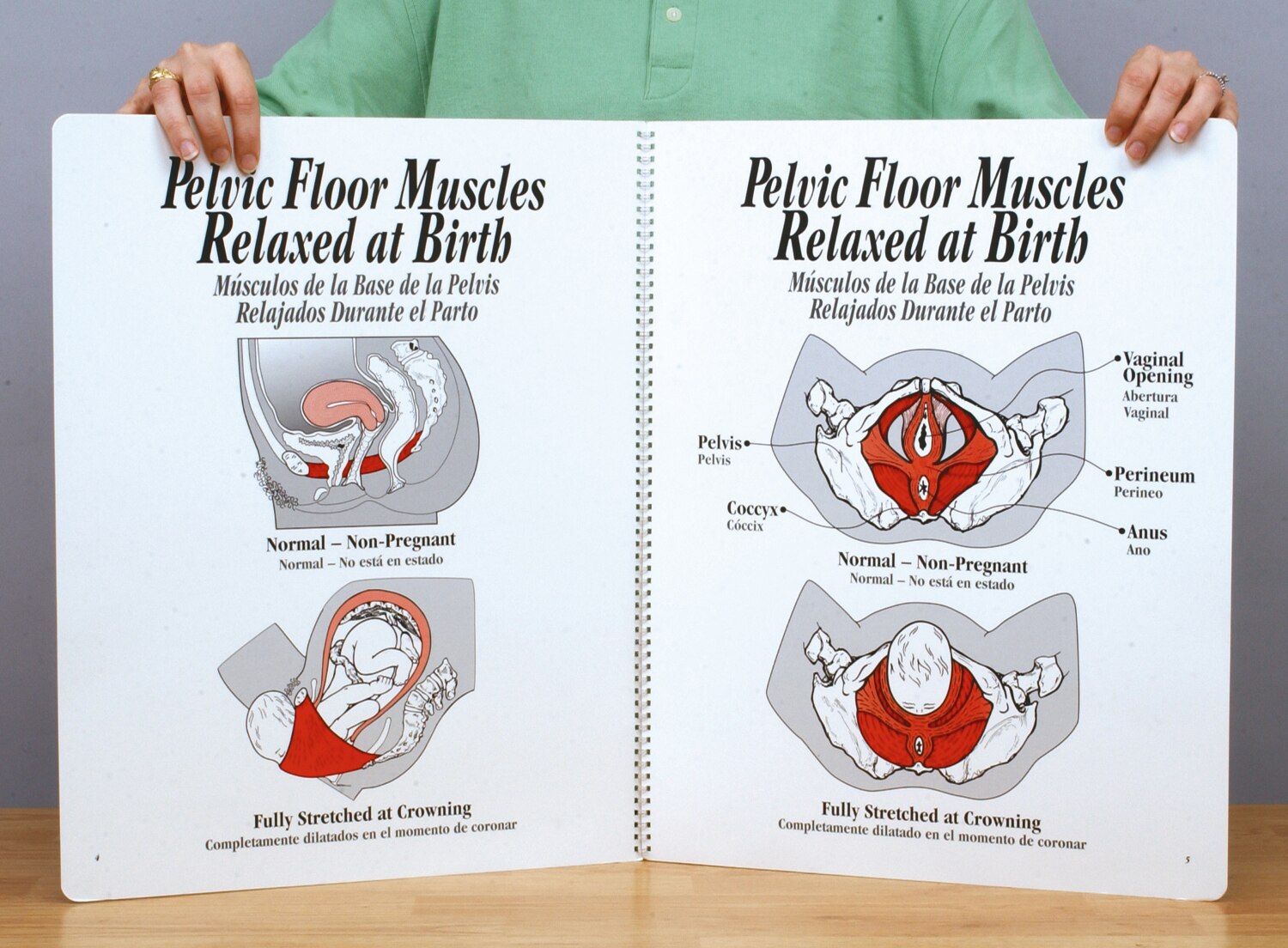 Pelvic Floor Muscles Teaching Charts Childbirth Graphics