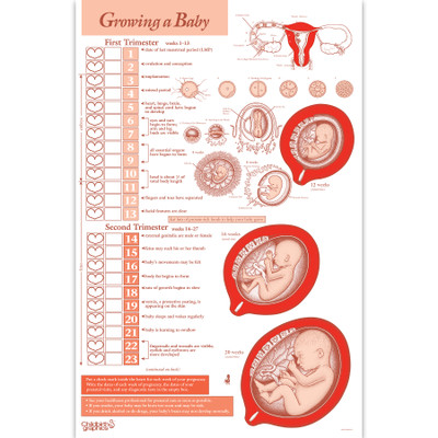 Growing a Baby 2-color illustrated 2-sided chart fetal development first second trimester, Childbirth Graphics, 43310