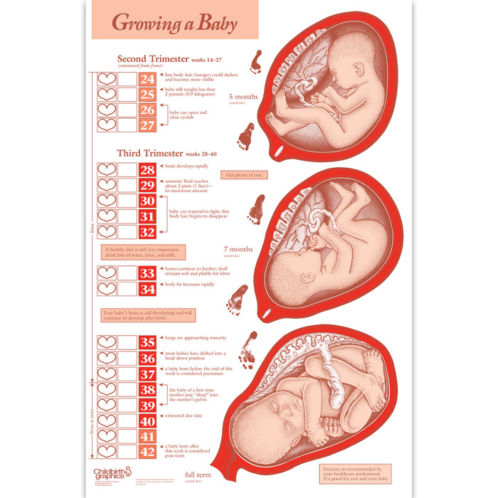 Growing a Baby 2-color illustrated 2-sided chart check boxes second to third trimester, Childbirth Graphics, 43310
