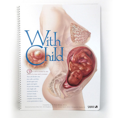 With Child Life-Size spiral-bound display cover, pregnant torso with full term fetus, Childbirth Graphics, 43319