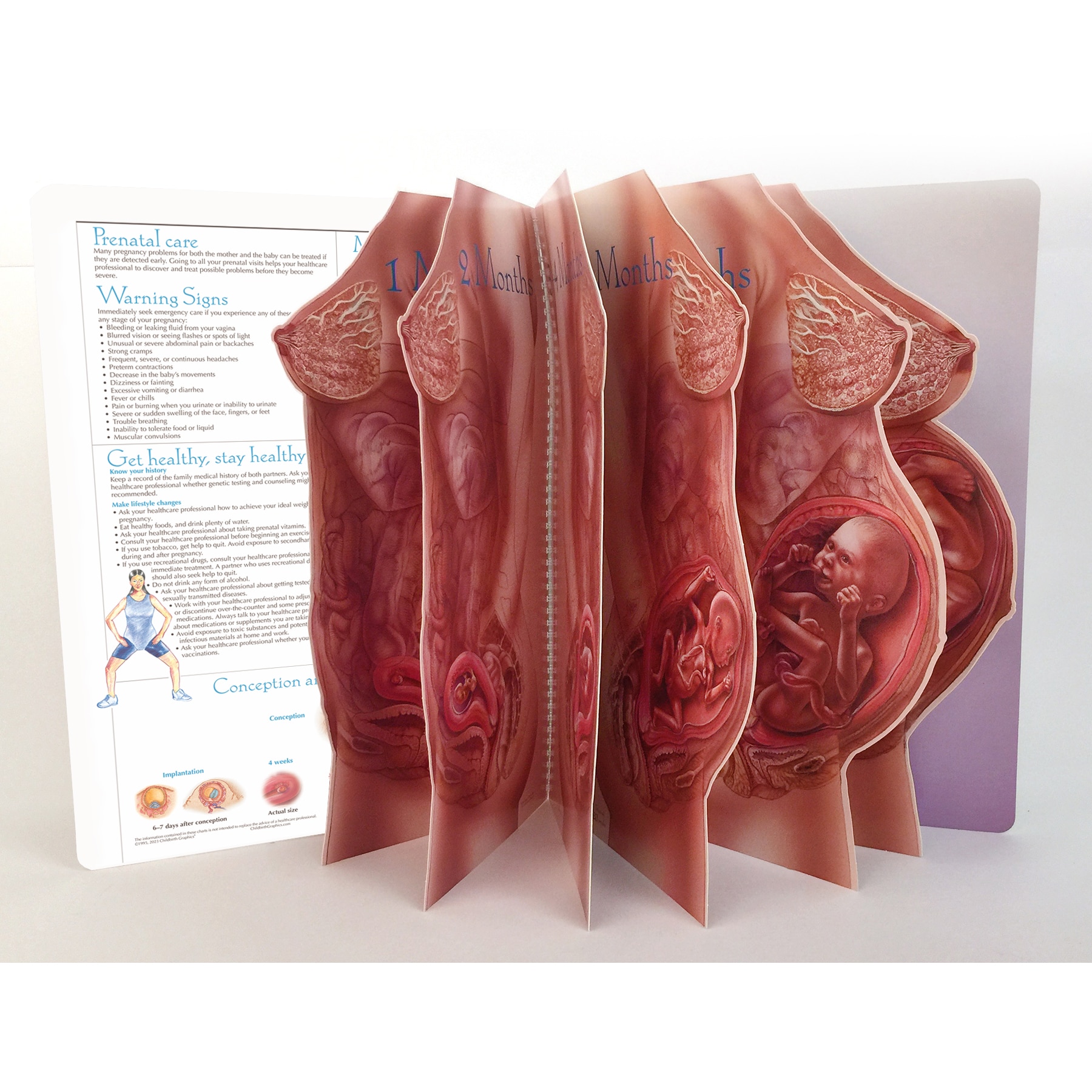 childbirch graphic vagina 