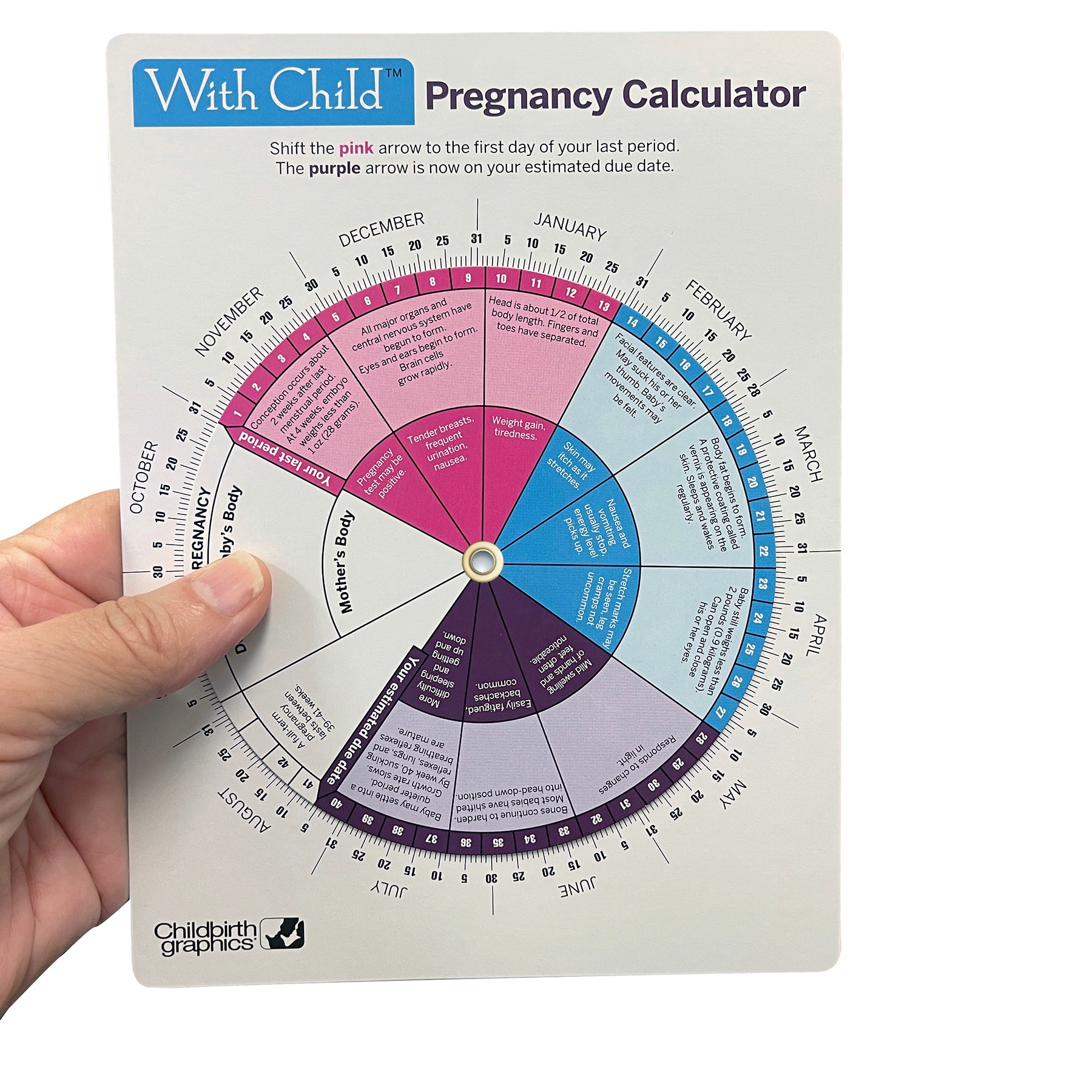 Timeline Of Pregnancy Chart Childbirth Graphics