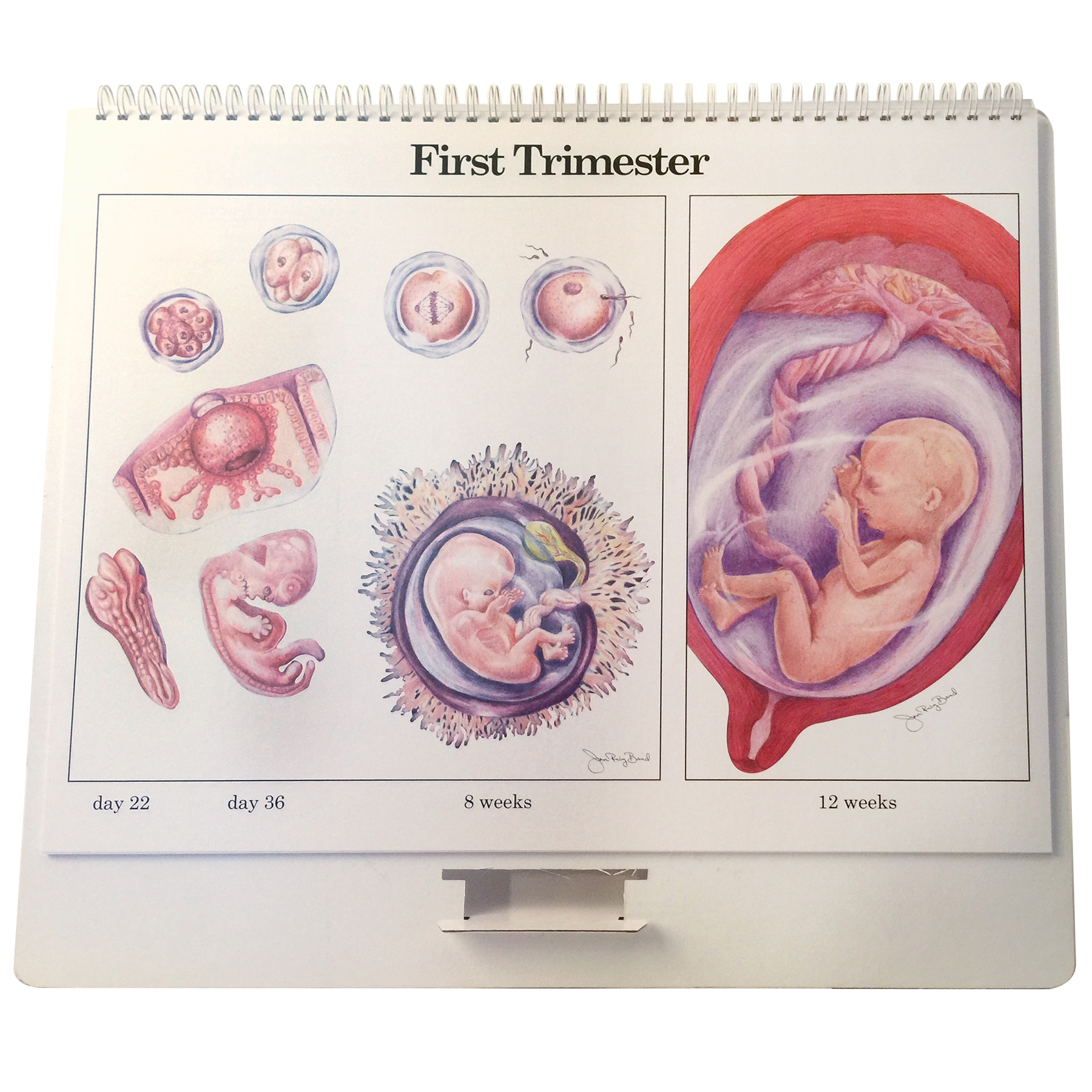 Childbearing: Classic Series Flip Chart | Childbirth Graphics