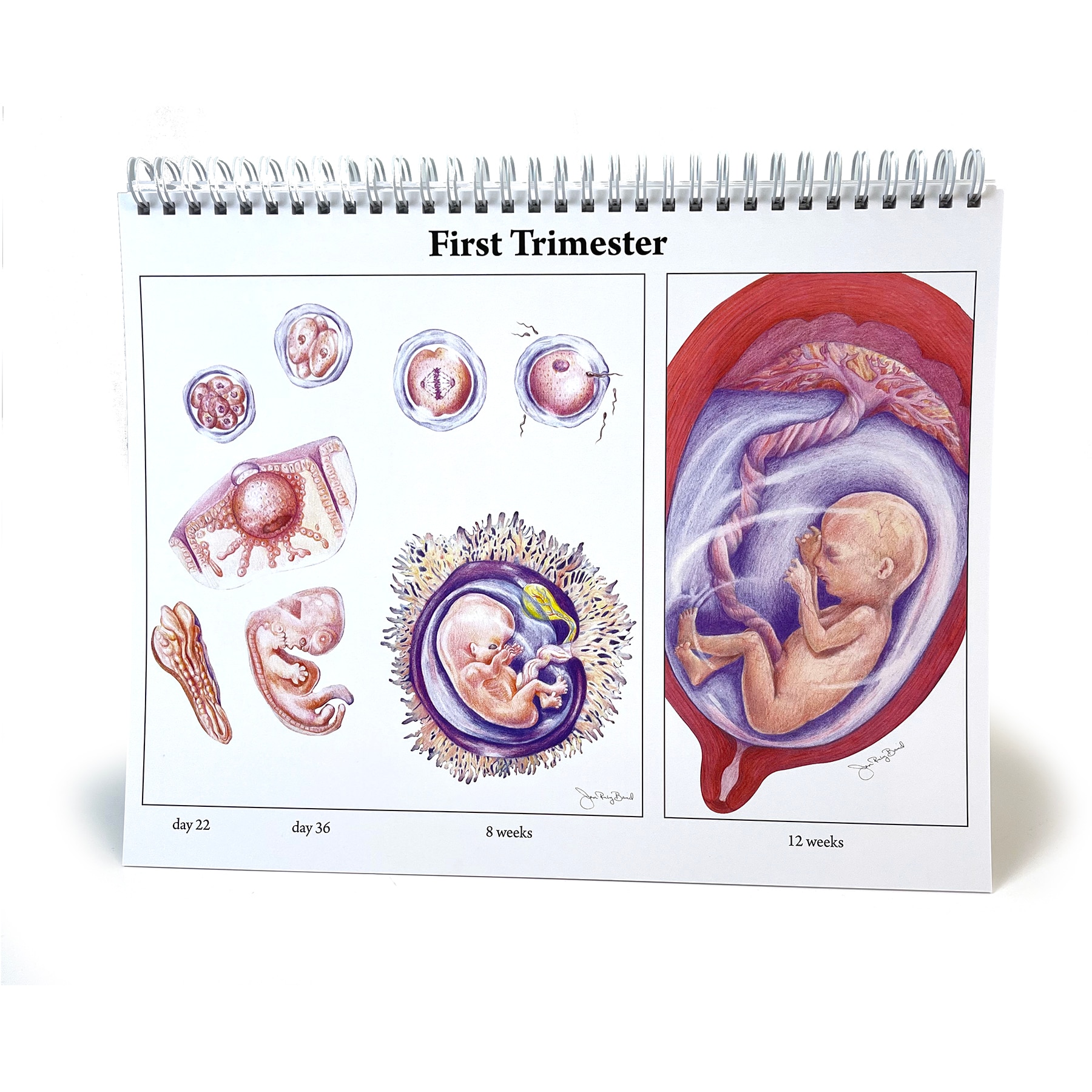 Effacement And Dilation Of The Cervix Chart