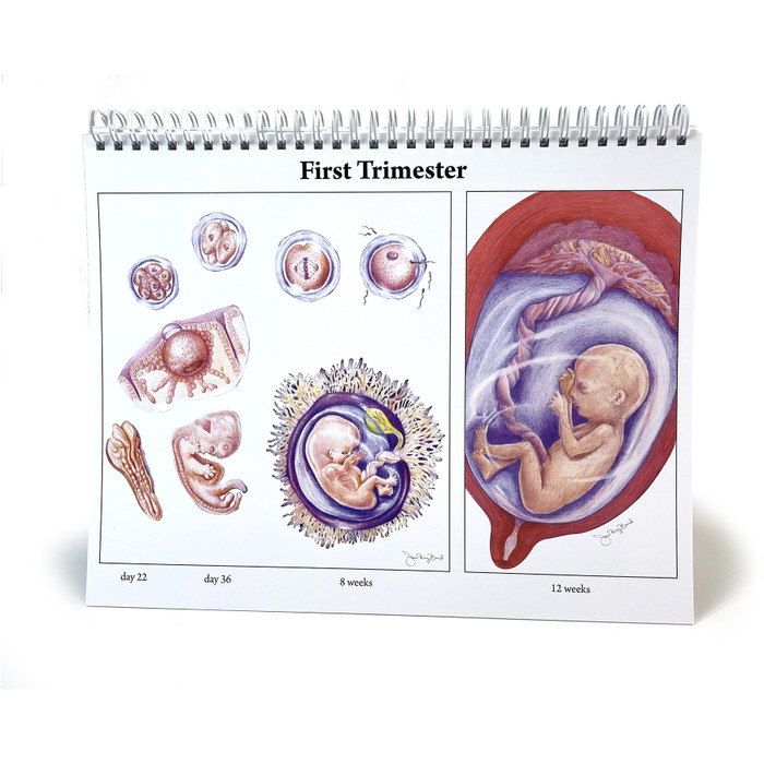 Childbearing: The Classic Series Desk Version Flip Chart, 1st trimester fetal development chart, Childbirth Graphics, 50702