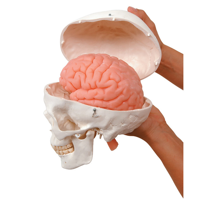 Human Skull Model with Brain, hands holding skull model in two pieces showing pink soft brain model, Health Edco, 52043