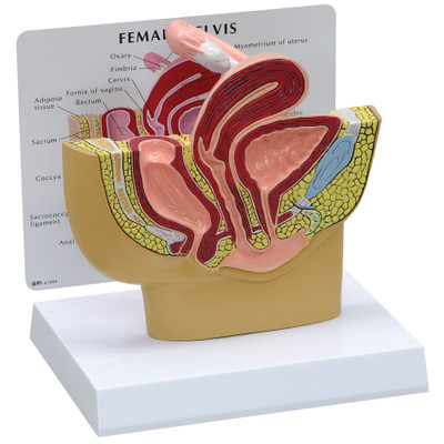 3D female pelvis model cutaway with stand up card with organs identified, Health Edco, 52448