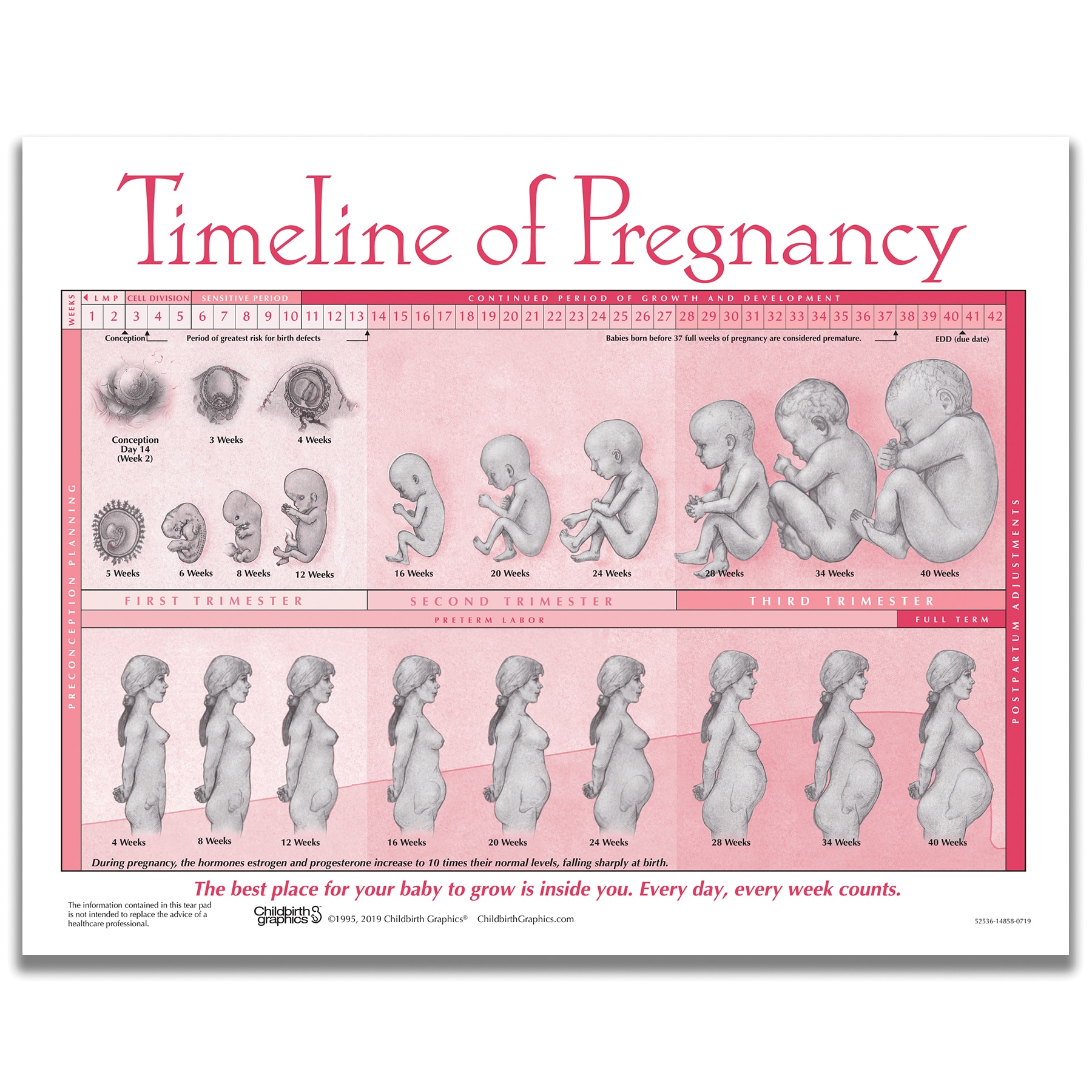 Timeline Of Pregnancy Tear Pad Childbirth Graphics