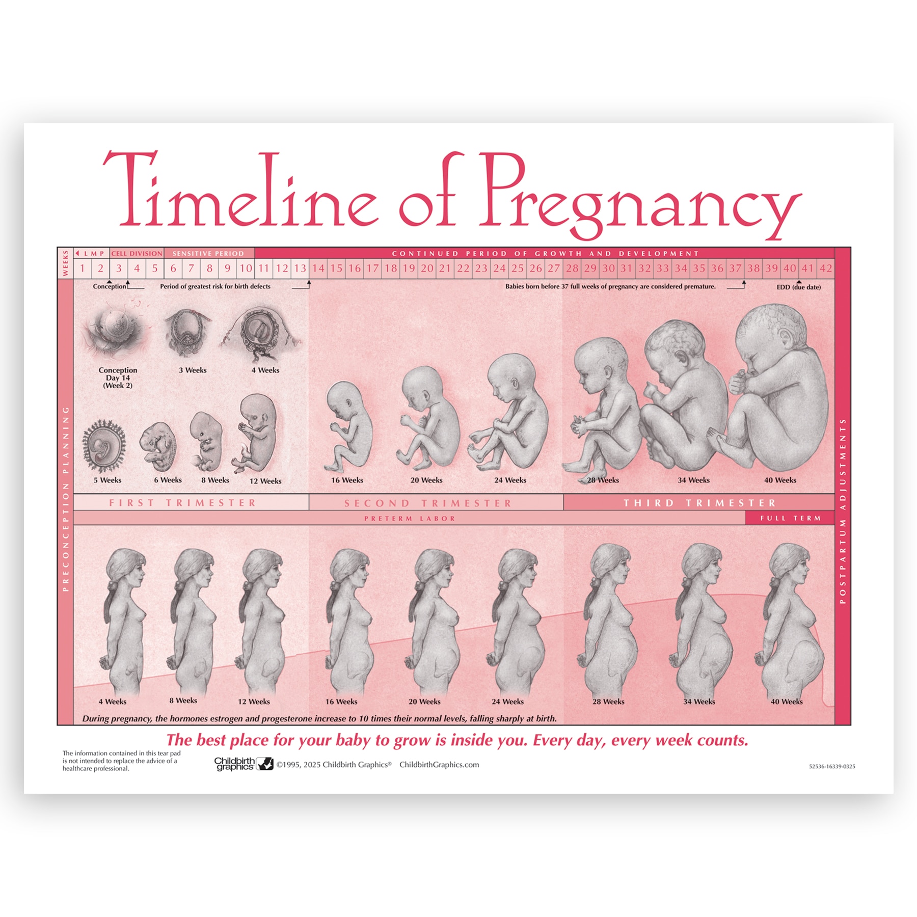 Pregnancy Month 10 Days Baby Timeline Of Pregnancy Tear Pad