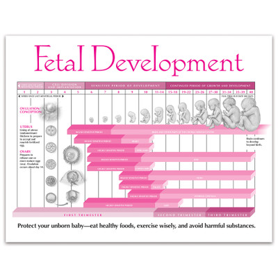Fetal Development Tear Pad from Childbirth Graphics, back of pad with fetal organ development in critical weeks, 52554