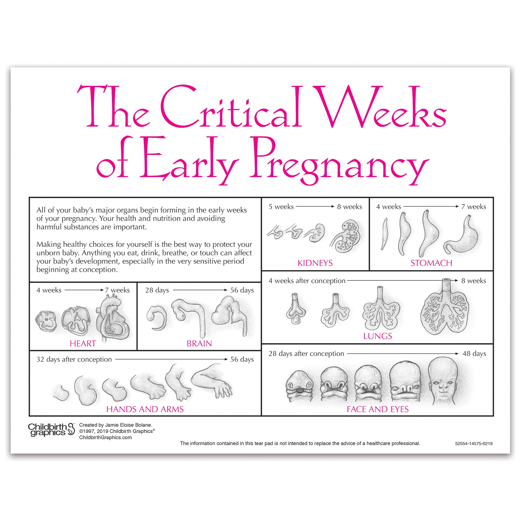 Baby Development In Womb Chart