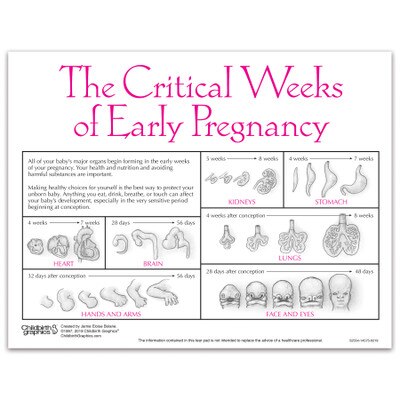 Fetal Development Week By Week Chart