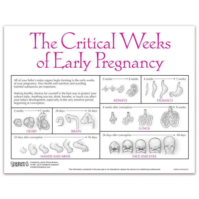 Fetal Development Tear Pad from Childbirth Graphics, back of pad with fetal organ development in critical weeks, 52554