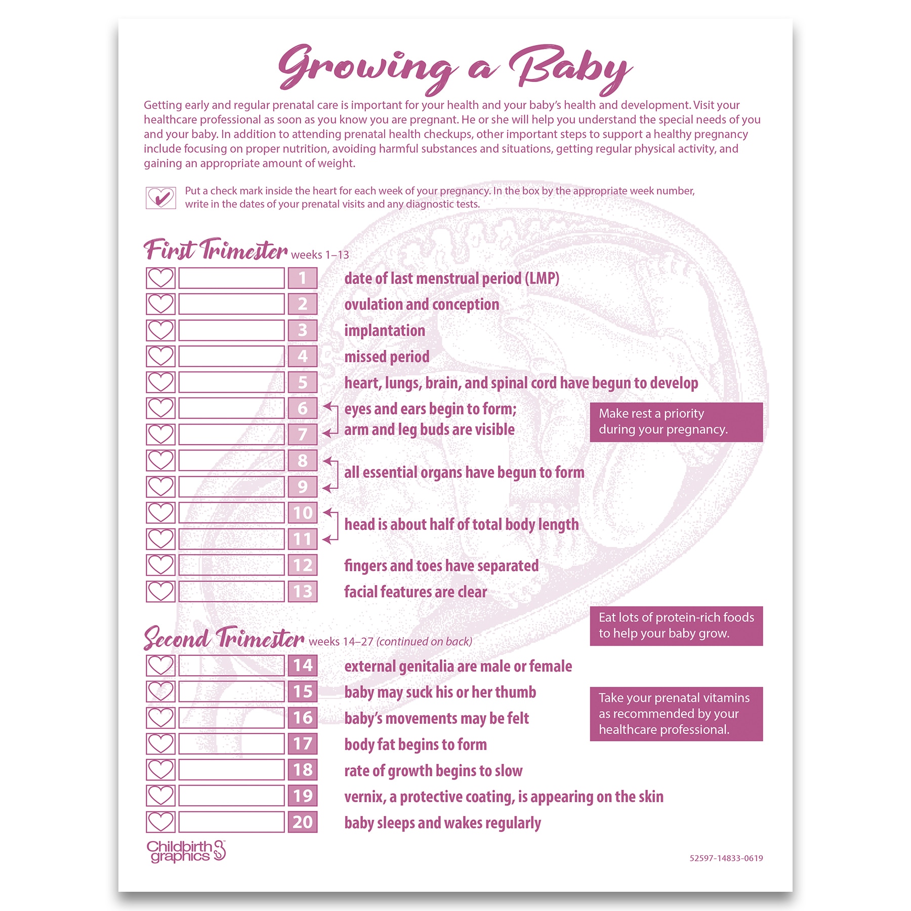 Fetal Development Timeline Chart