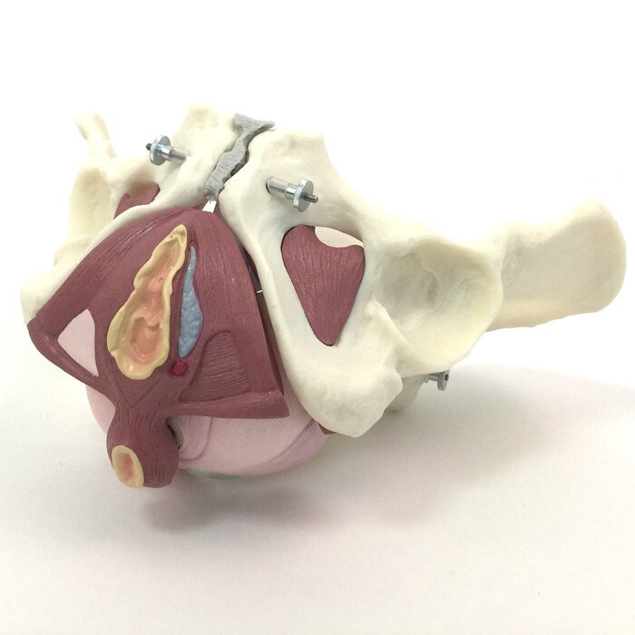 Composite Pelvis & Pelvic Floor Model, hand holding pelvis colored rubberized inserts side view, Childbirth Graphics 53504