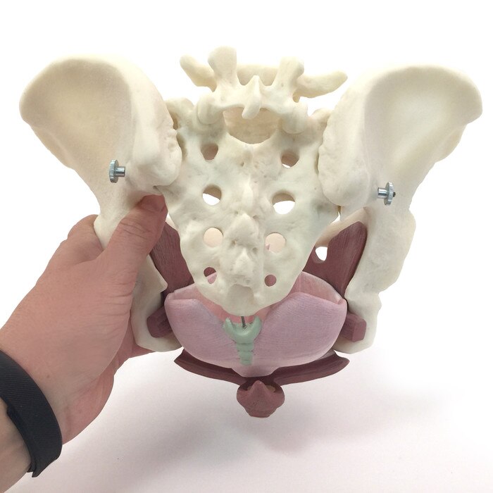 Composite Pelvis & Pelvic Floor Model, hand holding pelvis colored rubberized inserts back view, Childbirth Graphics 53504