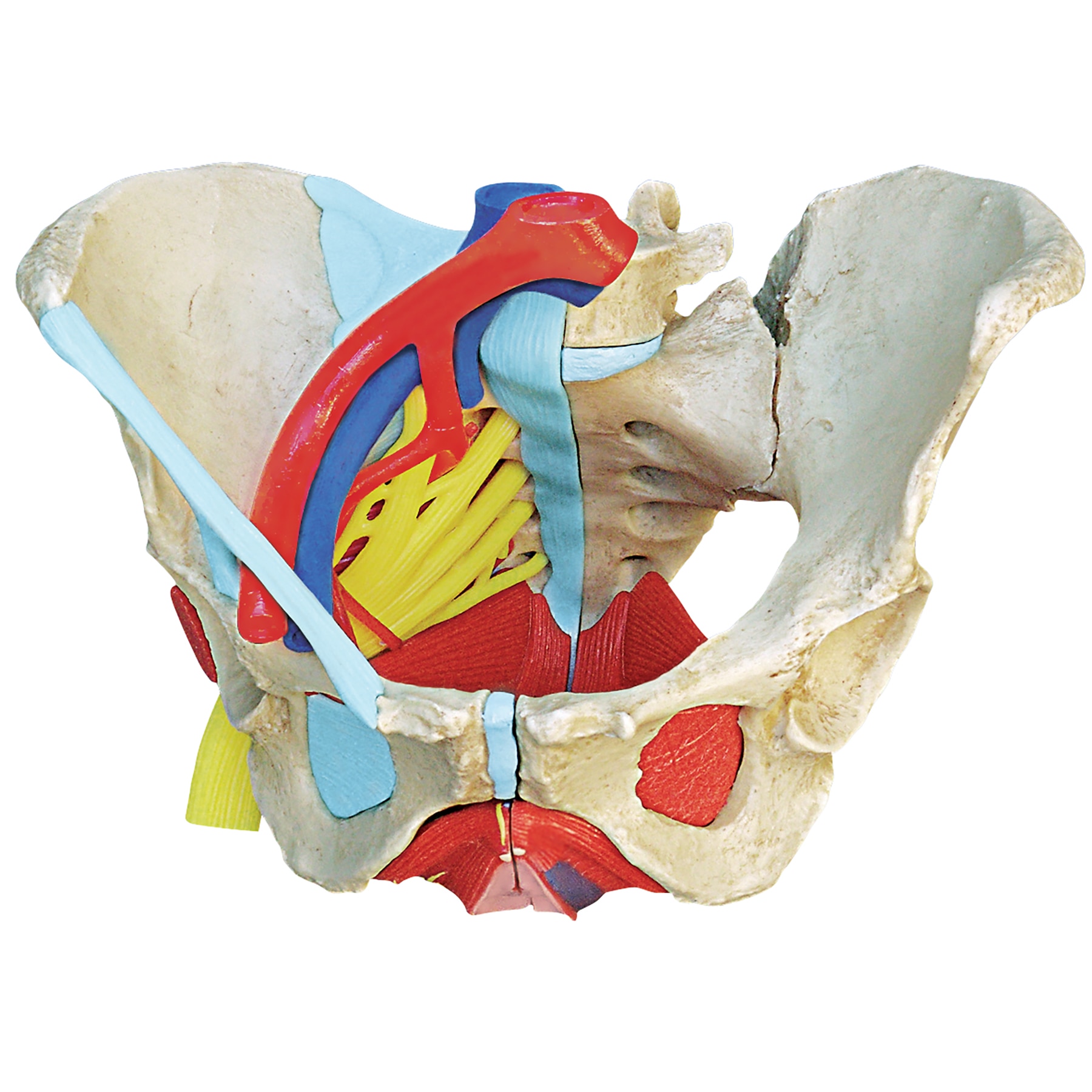 Female Human Muscles Diagram Female Pelvic Anatomy Female Pelvic