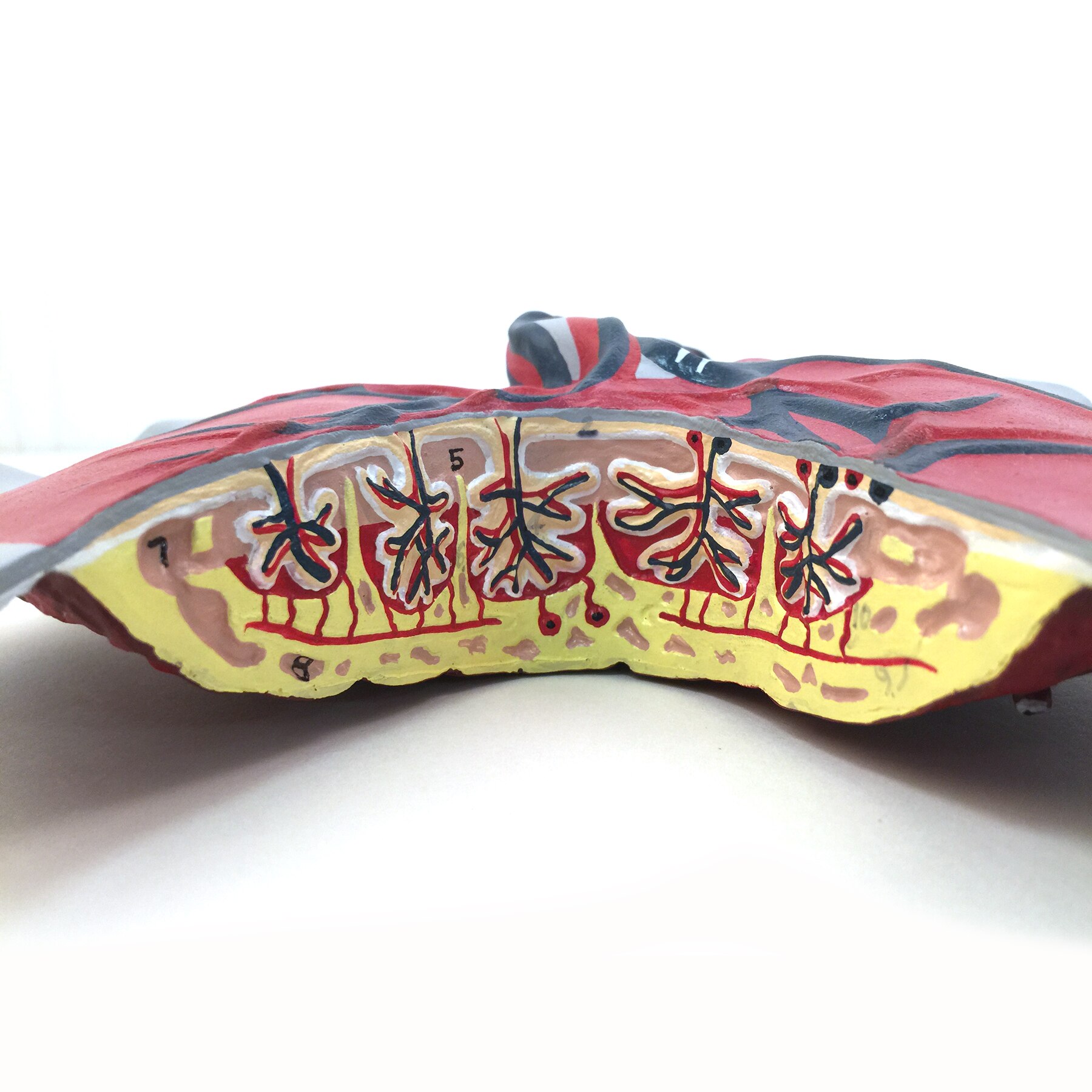 Placental Circulation Educational Model Childbirth Graphics