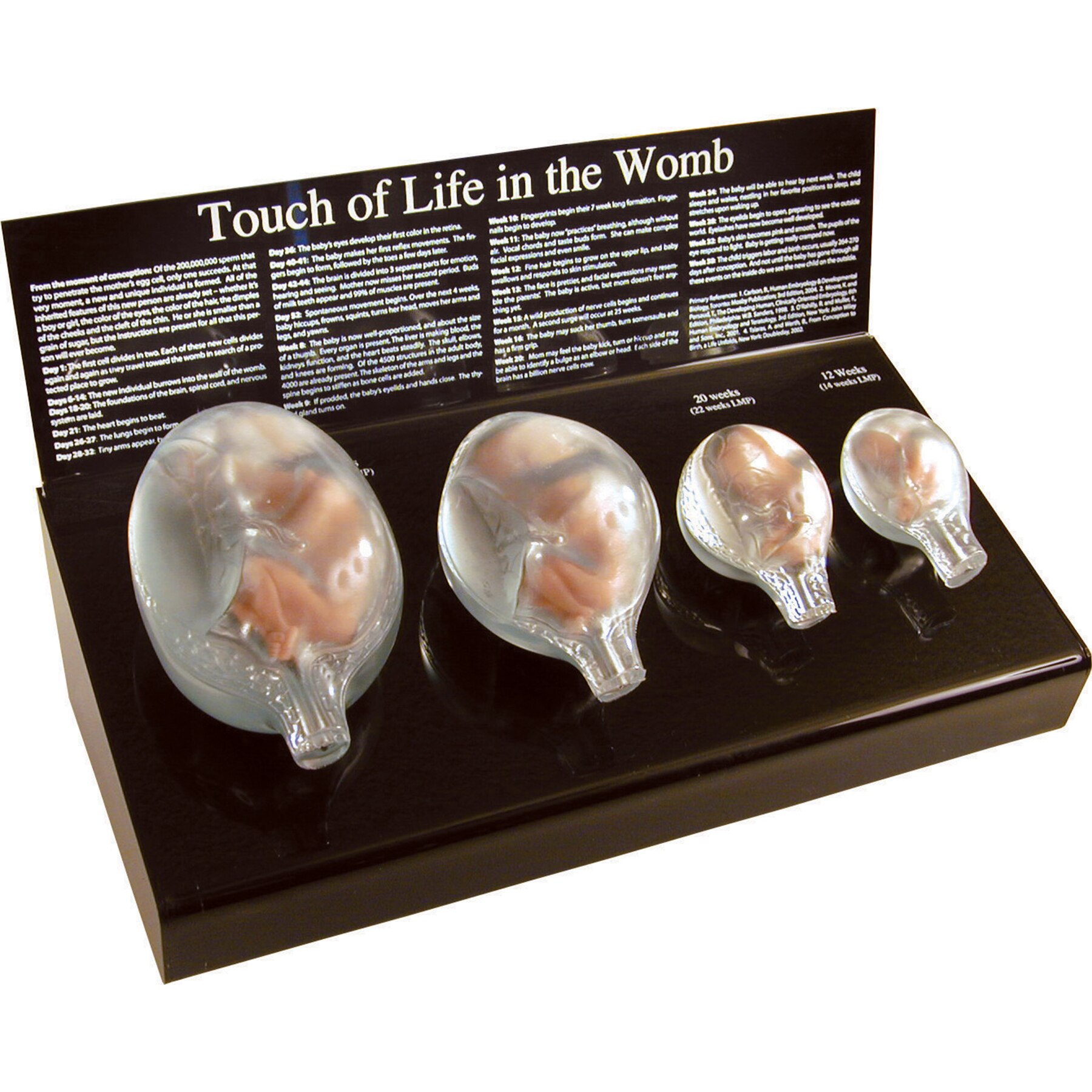 Touch of Life in the Womb Fetal Models Childbirth Graphics