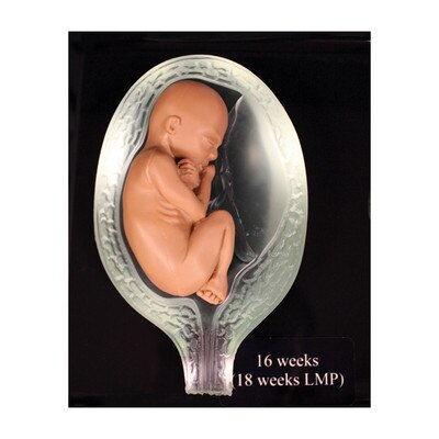 touch of life in the womb models