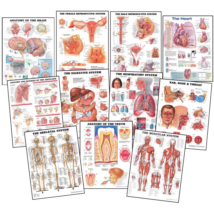Educational Anatomy Charts, Set of 11 Biology Diagrams