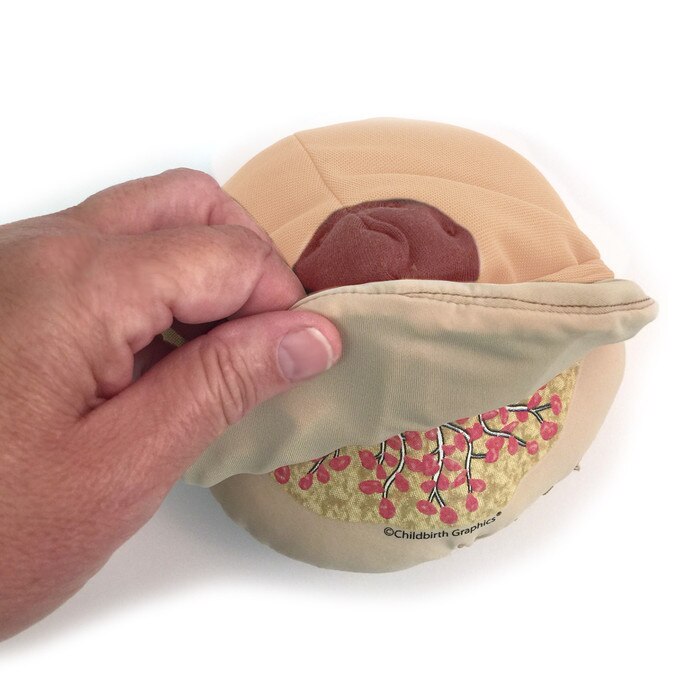 Cloth Breast Model, Beige for breastfeeding education by Childbirth Graphics, peeled back skin to show breast anatomy, 79811