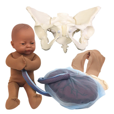 Deluxe Flexible Pelvis Model Set for Childbirth Education with Fetal Model in brown skin tone, Childbirth Graphics, 78016