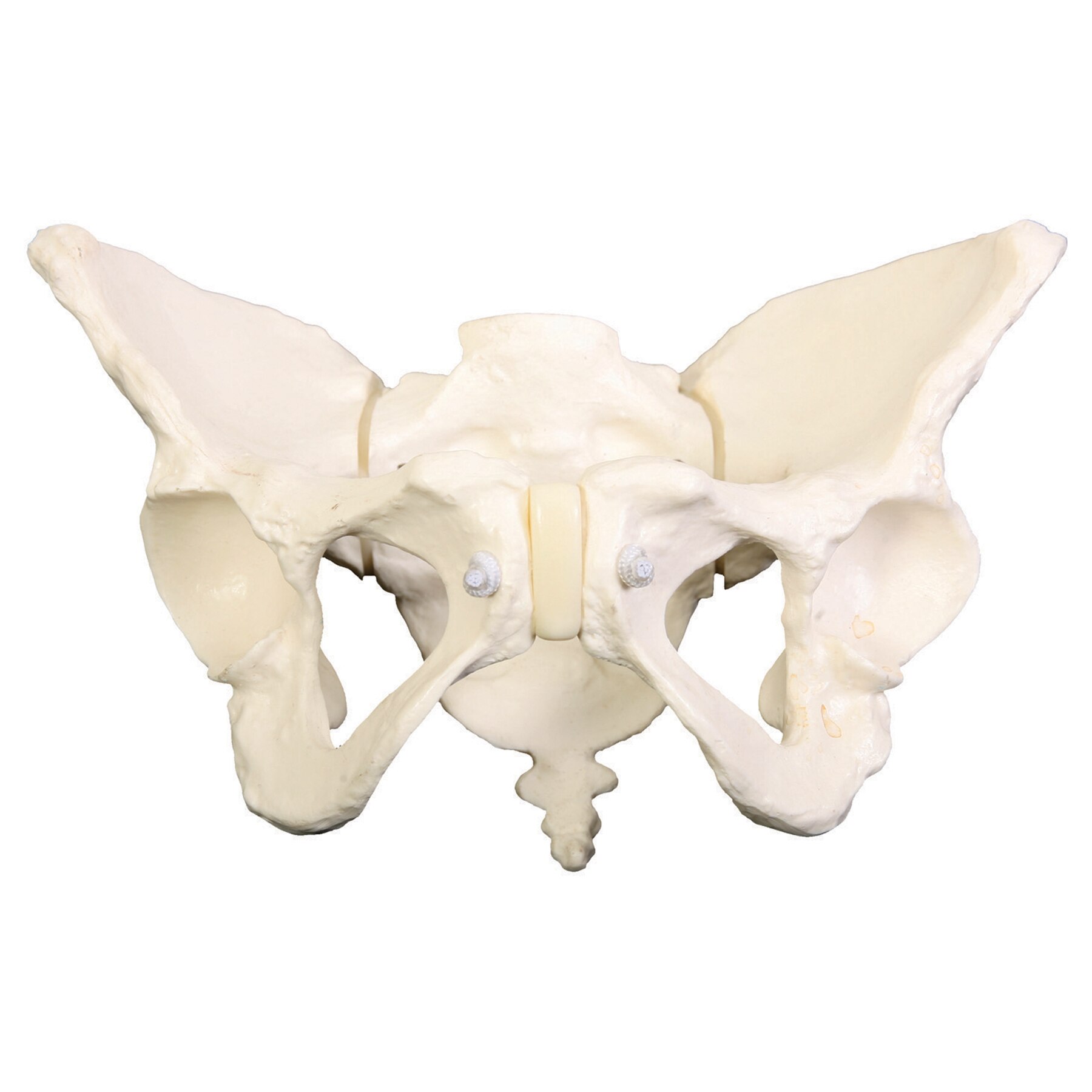 Deluxe Flexible Female Pelvis Model | Childbirth Graphics