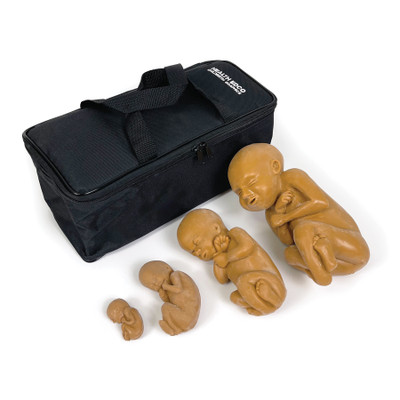 Fetus Model Set, Brown, four lifelike brown skin tone childbirth education fetal models with case, Childbirth Graphics, 79000