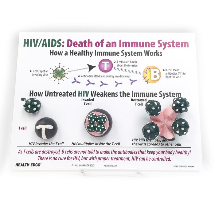 HIV/AIDS & The Immune System Easel Display Health Edco