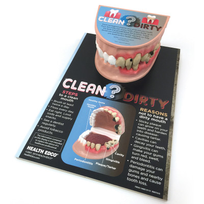 Clean Mouth Dirty Mouth Dental Health Education Display with teeth model, oral health education model, Health Edco, 79650
