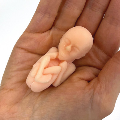 12-Week Fetus Model held in hand, Childbirth Graphics lifelike childbirth education model to depict fetal development, 79833