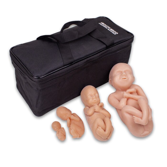 Fetus Model Set, four beige fetal models at 12, 16, 22 and 30 weeks, childbirth education models, Childbirth Graphics, 79867