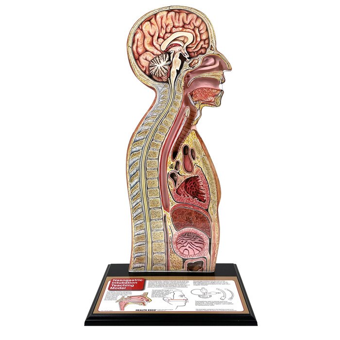 Nasogastric Intubation And Enteral Feedings Ati Template