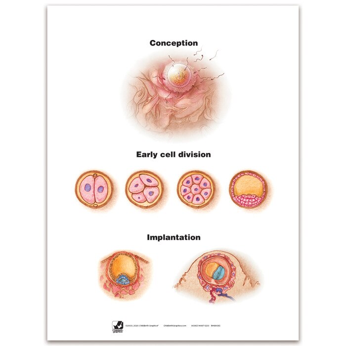 With Child Conception to Birth Chart Set for childbirth education by Childbirth Graphics, chart showing conception, 90063
