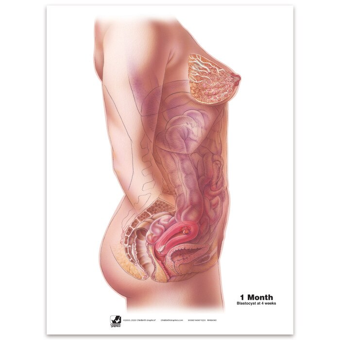 With Child Conception to Birth Chart Set for childbirth education by Childbirth Graphics, month one of pregnancy chart, 90063