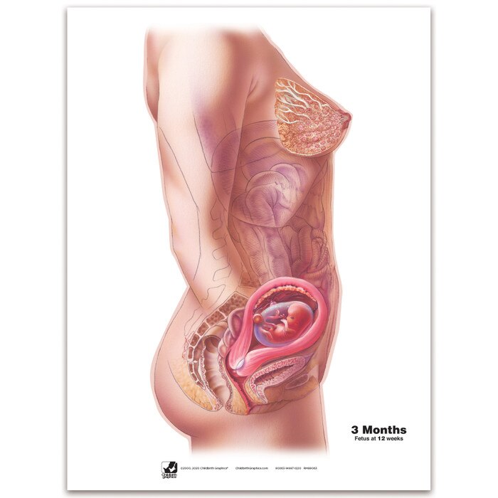 With Child Conception to Birth Chart Set for childbirth education by Childbirth Graphics, month two of pregnancy chart, 90063