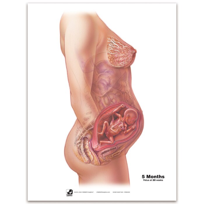 With Child Conception to Birth Chart Set for childbirth education by Childbirth Graphics, fifth month pregnancy chart, 90063