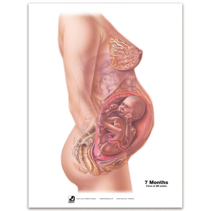 With Child Conception to Birth Chart Set for childbirth education by Childbirth Graphics, seventh month pregnancy chart, 90063