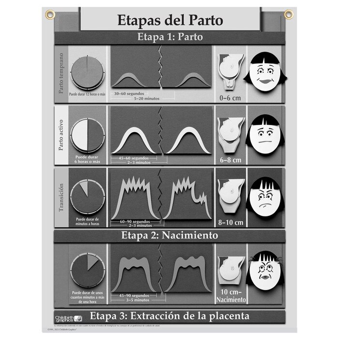 Stages of Labor Chart for childbirth education from Childbirth Graphics, Spanish text with pictorial illustrations, 90620