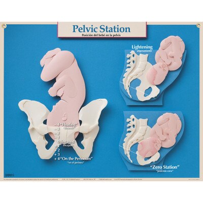 Educational Pelvic Station Chart Childbirth Graphics